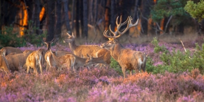 Veluwe Gelderland, Hofsted Het Holt
